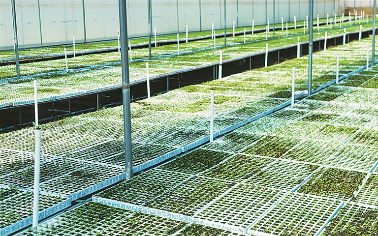 开远市羊街乡：沃野春忙 万象“耕”新